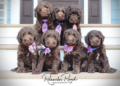 Australian Labradoodle