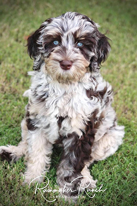 Labradoodle Puppy South Carolina